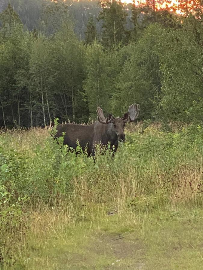 הוילה Fjellstad Gard - 2 Minutes From E6 And 5 Minutes Drive From Steinkjer City מראה חיצוני תמונה